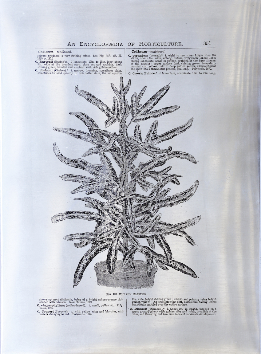 Sarasija Subramanian, etching on zinc plate, gardening serie