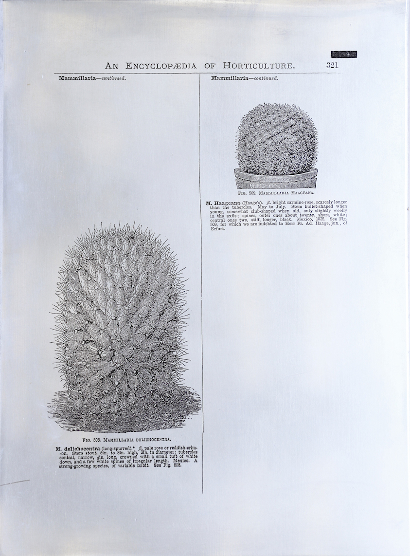 Sarasija Subramanian, etching on zinc plate, gardening serie