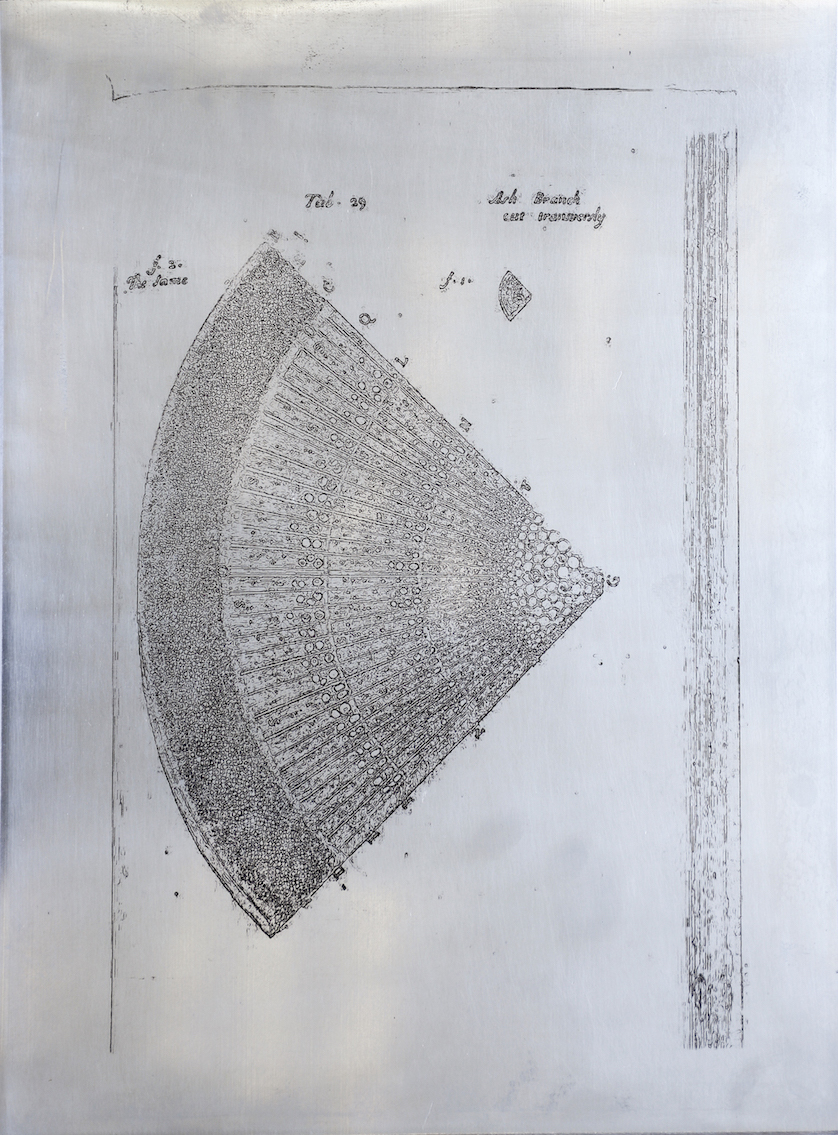 Sarasija Subramanian, etching on zinc plate, gardening serie