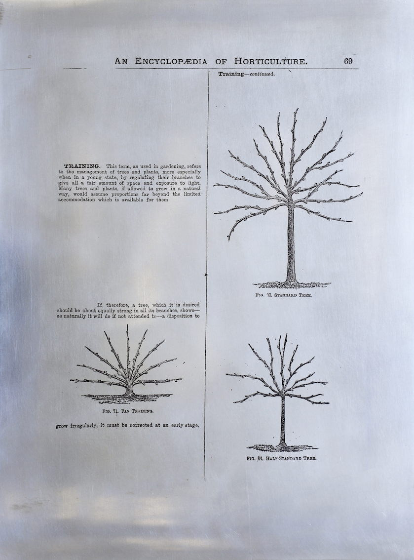 Sarasija Subramanian, etching on zinc plate, gardening serie