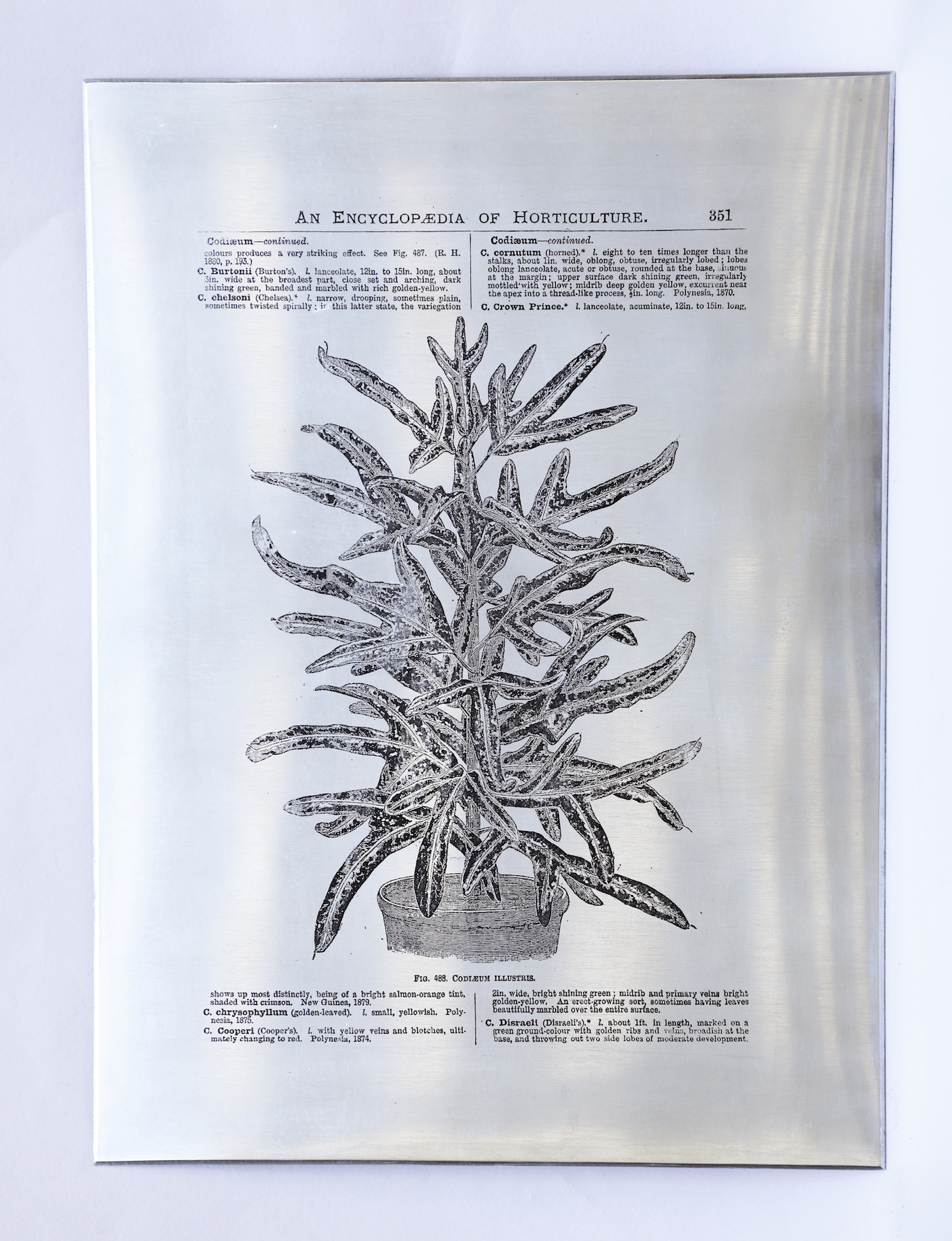 Sarasija subramanian, reliable copy, zinc plate, etching