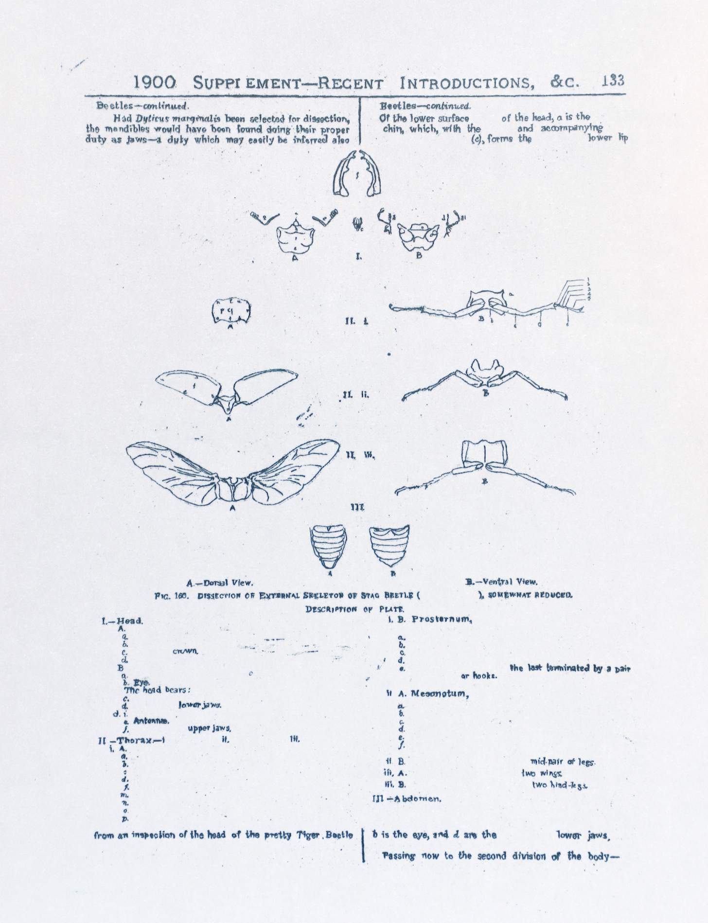 Sarasija subramanian, reliable copy, Etching prints