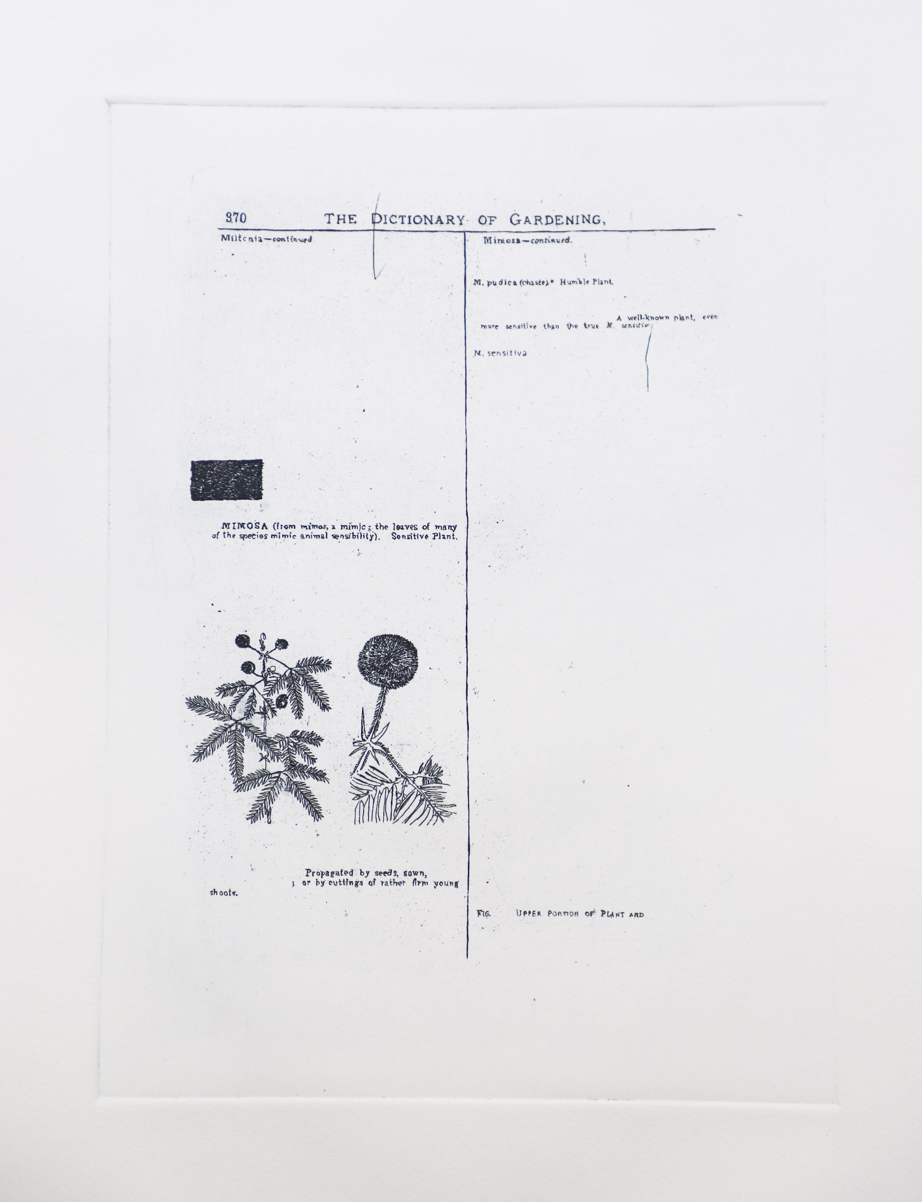 Sarasija subramanian, reliable copy, Etching prints
