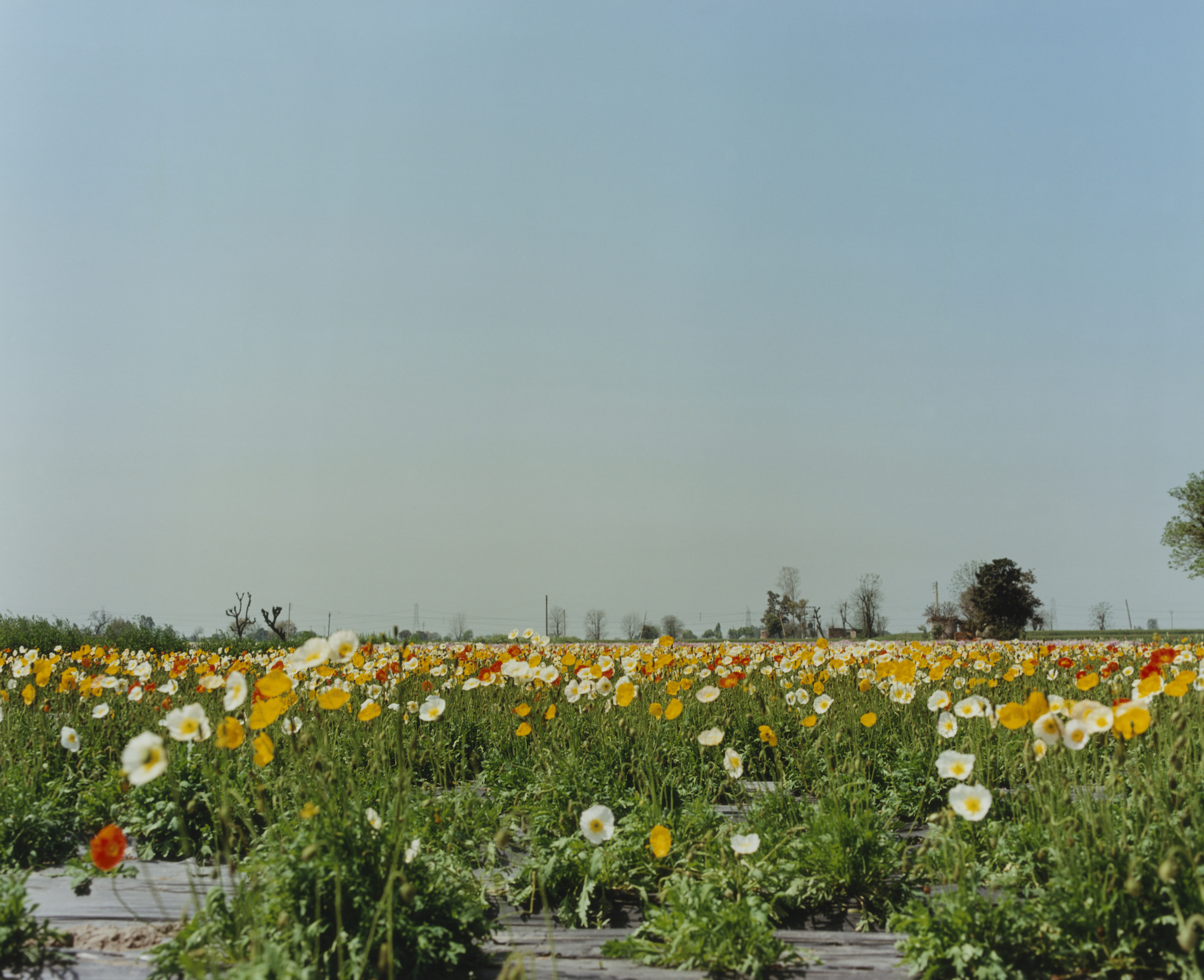 Shashank Peshawaria, Photography, flags, Punjab fields