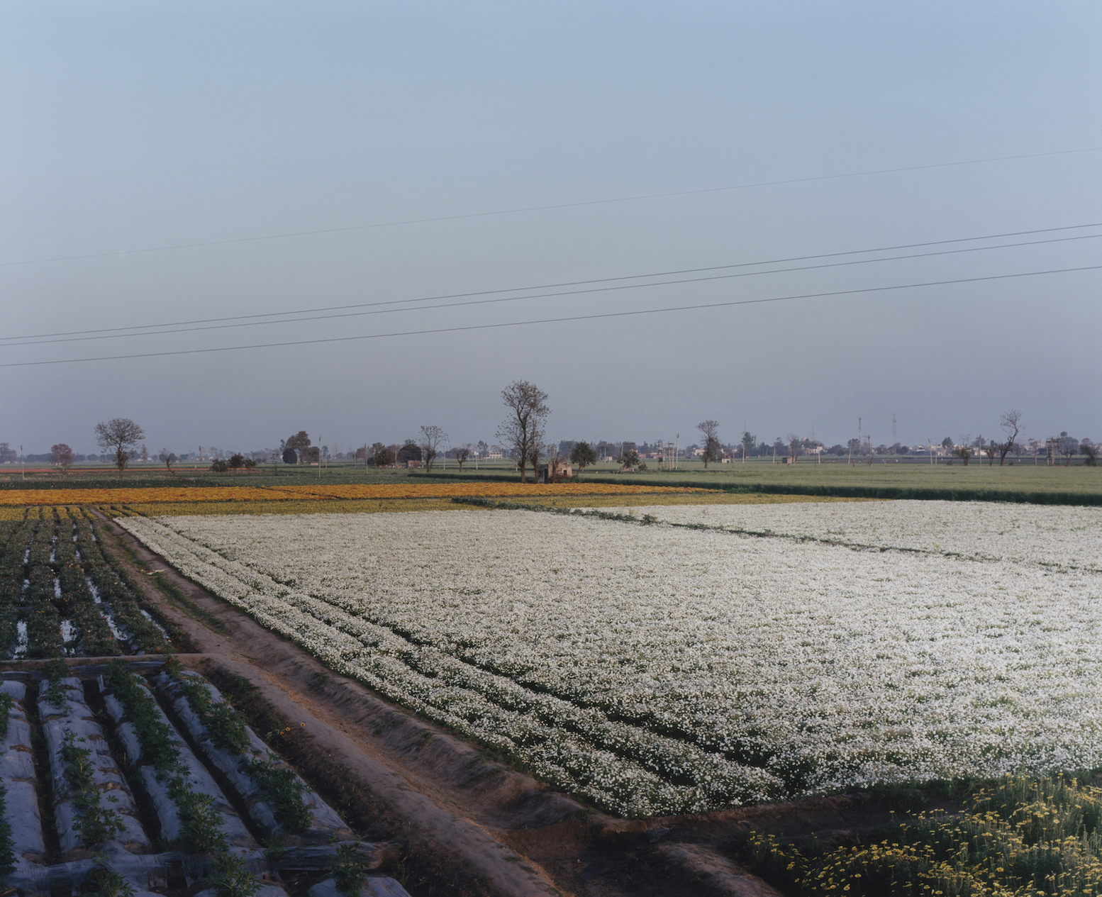 Shashank Peshawaria, Photography, flags, Punjab fields