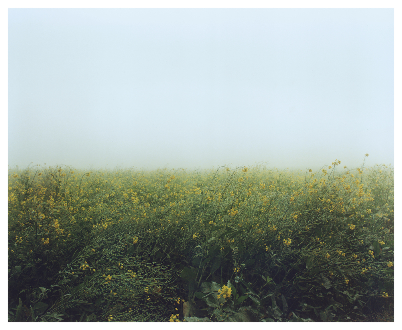 Shashank Peshawaria, Photography, flags, Punjab fields